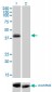 OTX1 Antibody (monoclonal) (M01)