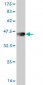 OTX1 Antibody (monoclonal) (M07)