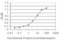 OXSR1 Antibody (monoclonal) (M01)