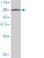 OXSR1 Antibody (monoclonal) (M01)