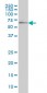 OXSR1 Antibody (monoclonal) (M01)