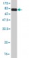 OXSR1 Antibody (monoclonal) (M16)