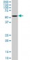 OXSR1 Antibody (monoclonal) (M16)