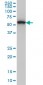 OXSR1 Antibody (monoclonal) (M16)