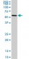 OXSR1 Antibody (monoclonal) (M16)