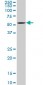 OXSR1 Antibody (monoclonal) (M16)