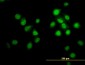 OXSR1 Antibody (monoclonal) (M18)