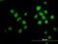 OXSR1 Antibody (monoclonal) (M18)