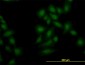 OXSR1 Antibody (monoclonal) (M19)