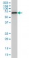 OXSR1 Antibody (monoclonal) (M19)