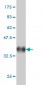 P15RS Antibody (monoclonal) (M01)