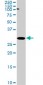 P15RS Antibody (monoclonal) (M01)