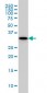 P15RS Antibody (monoclonal) (M01)
