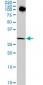 P15RS Antibody (monoclonal) (M01)