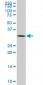 P15RS Antibody (monoclonal) (M02)