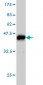 PAFAH1B1 Antibody (monoclonal) (M01)