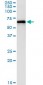 PAK1 Antibody (monoclonal) (M02)