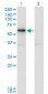 PAK1 Antibody (monoclonal) (M02)