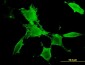 PAK3 Antibody (monoclonal) (M08)