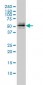PARK2 Antibody (monoclonal) (M01)