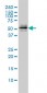 PARK2 Antibody (monoclonal) (M01)