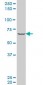 PASD1 Antibody (monoclonal) (M06)