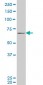 PASD1 Antibody (monoclonal) (M08)