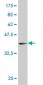 PAX2 Antibody (monoclonal) (M02)