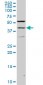 PAX2 Antibody (monoclonal) (M02)
