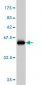 PAX5 Antibody (monoclonal) (M01)