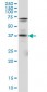PAX5 Antibody (monoclonal) (M01)