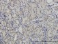 PAX7 Antibody (monoclonal) (M05)