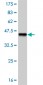 PAX7 Antibody (monoclonal) (M05)