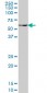 PAX7 Antibody (monoclonal) (M05)