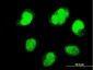 PAX7 Antibody (monoclonal) (M07)