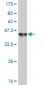 PAX7 Antibody (monoclonal) (M07)