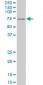 PAX7 Antibody (monoclonal) (M07)