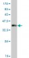 PAX8 Antibody (monoclonal) (M03)