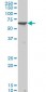 PAX8 Antibody (monoclonal) (M03)