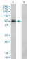 PAX8 Antibody (monoclonal) (M05)
