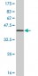 PBK Antibody (monoclonal) (M06)