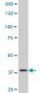 PBK Antibody (monoclonal) (M06)