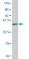 PBK Antibody (monoclonal) (M07)