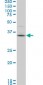 PBK Antibody (monoclonal) (M07)