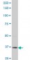 PBK Antibody (monoclonal) (M07)