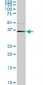 PBK Antibody (monoclonal) (M07)