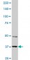 PBK Antibody (monoclonal) (M11)