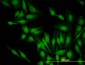 PBK Antibody (monoclonal) (M12)