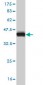 PBK Antibody (monoclonal) (M12)