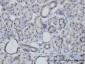 PBX3 Antibody (monoclonal) (M01)